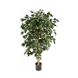 Ficus Nitida artificial – Muy fácil mantenerlo hermoso