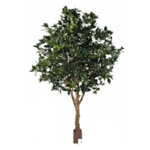 Frutero Camelia Jap. artificial – Una planta armoniosa y vivaz - 3m