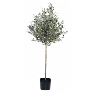 Olivo Toppiary - Olivo ideal para un hogar minimalista