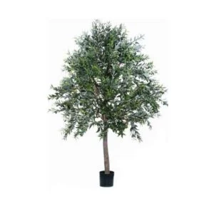 Olivo artificial – Una planta de múltiples simbolismos