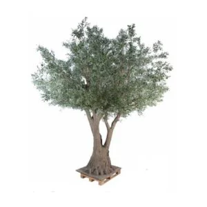Olivo Giant artificial – Olivo de gran realismo - 430 cm