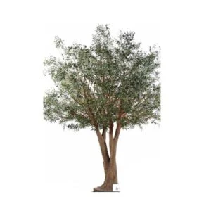 Olivo Gigante artificial – Una imponente planta decorativa - 350 cm