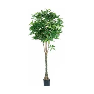 Pachira artificial – Cientos de motivos para tenerla en tu casa