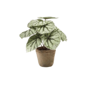 Begonia artificial - Juego de bonitos verdes en 40 cm