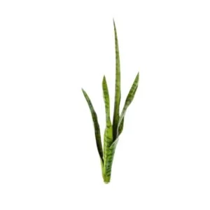Sanseveria artificial 5 hojas - El aire chic que necesitas