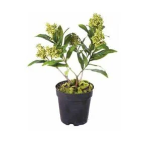 Skimmia pot - El nuevo capricho deco que estabas buscando