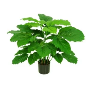Tetiastigma - Para decorar, con esta planta tus deseos son órdenes