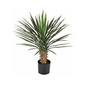 Yucca rostrata artificial - Aires del norte y centro de América